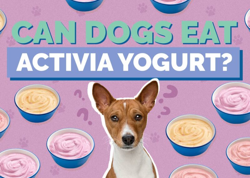 Hepper_Can Dogs Eat_Activia Yogurt