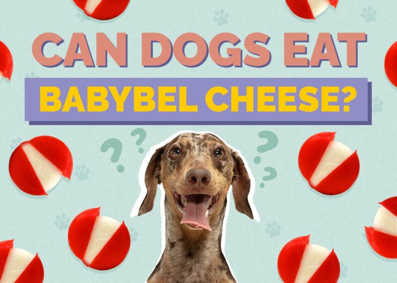 Hepper_Can Dogs Eat_Babybel Cheese