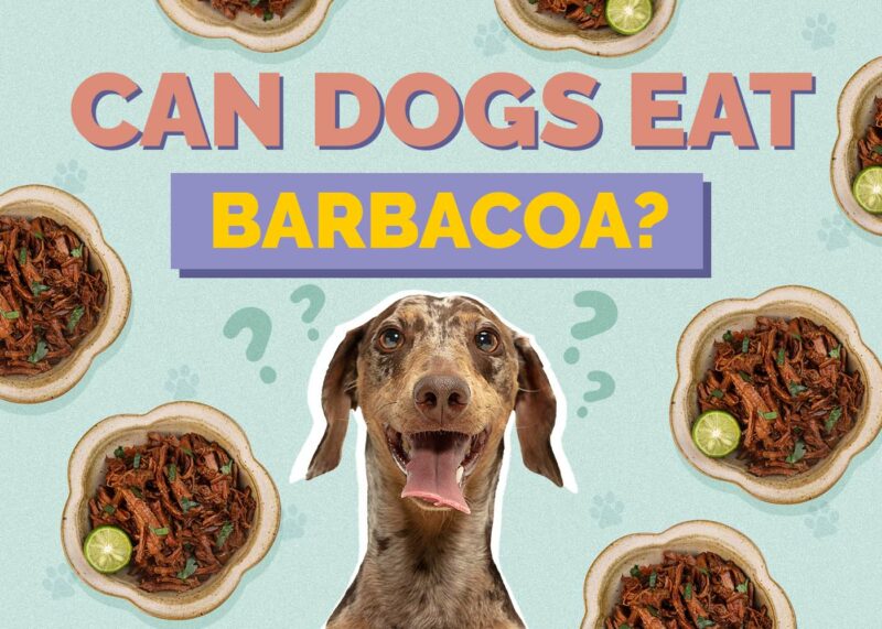 Hepper_Can Dogs Eat_Barbacoa