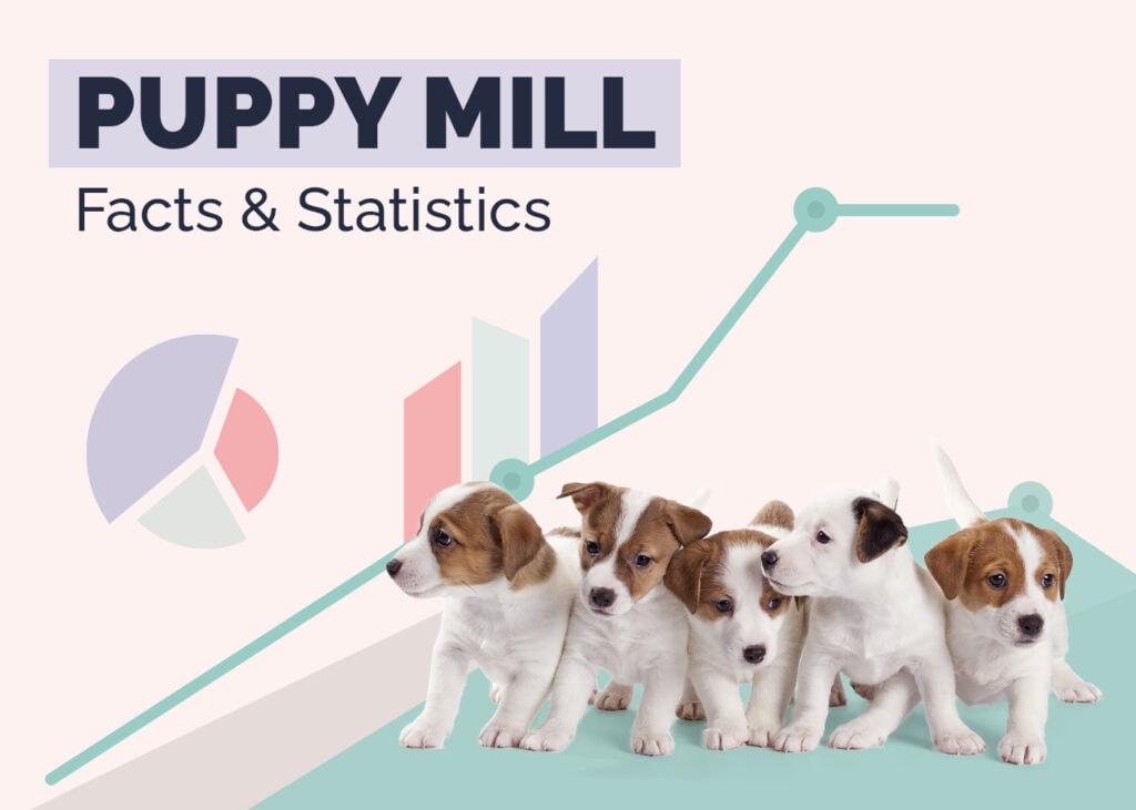 Puppy Mill Facts & Statistics