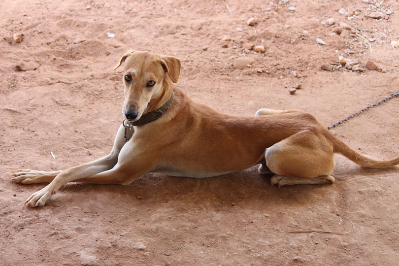 Kanni Indian dog lying on the ground