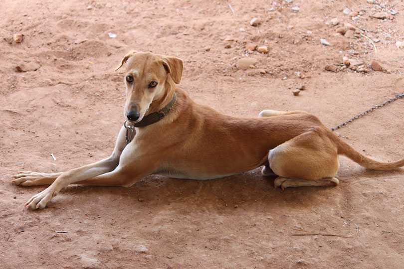 can a plott hound and a jonangi be friends