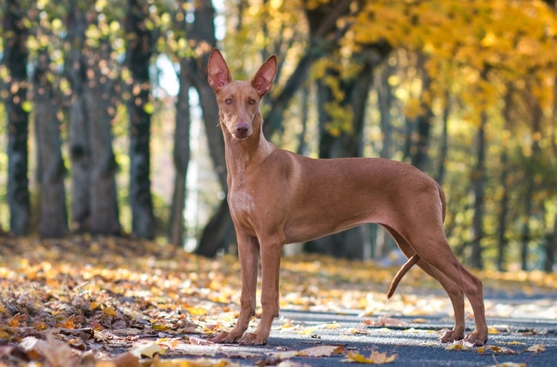 Pharaoh Hound in beautiful autumn park