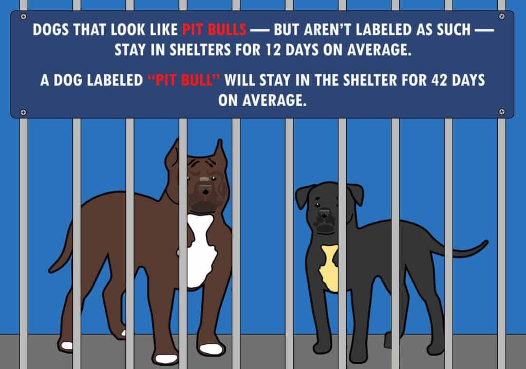 11 Interesting Pitbull Facts &amp; Statistics in 2024: FAQ &amp; Common Myths ...