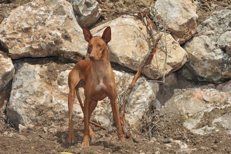 Podenco Canario outdoors