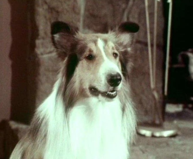 Lassie (1954)