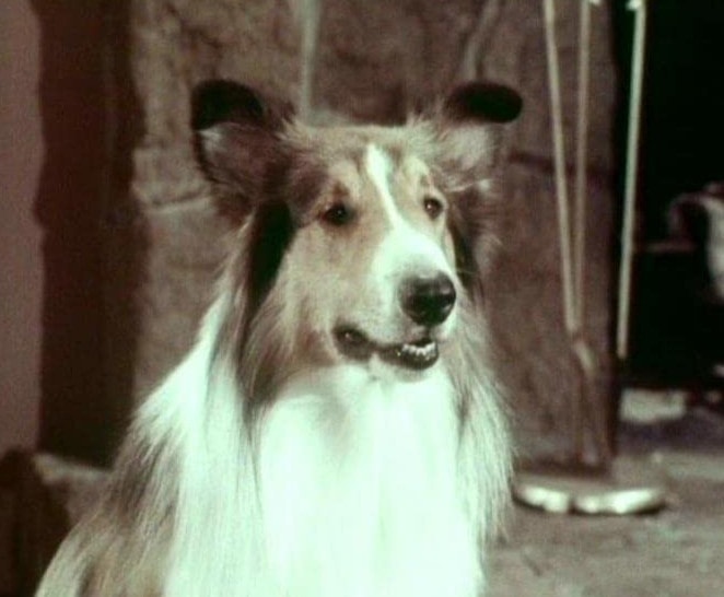 Lassie. The famous dog, Lassie, who appeared in many