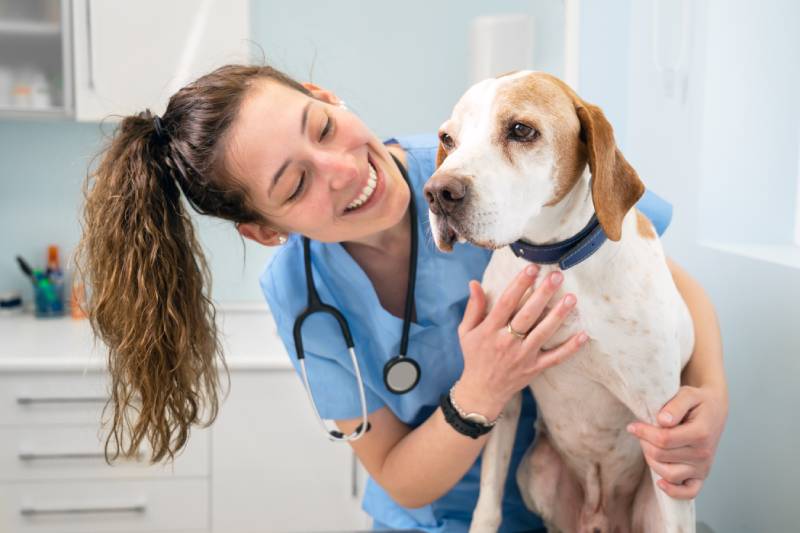 Young happy veterinary nurse smiling while playing with a dog