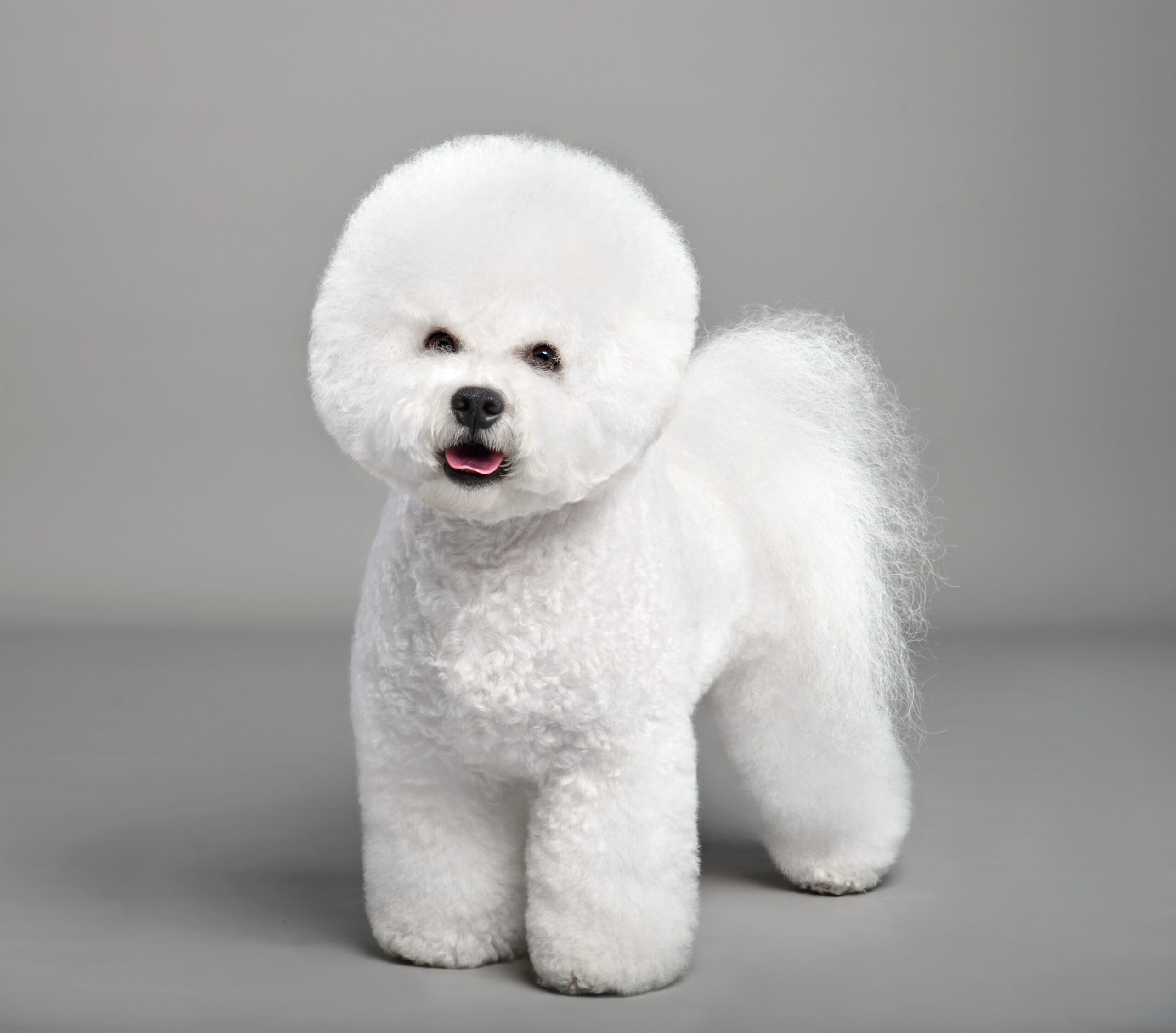 bichon frise