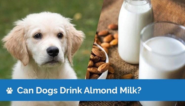 can dogs drink almond milk2