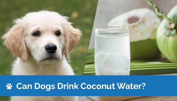 can dogs drink coconut water