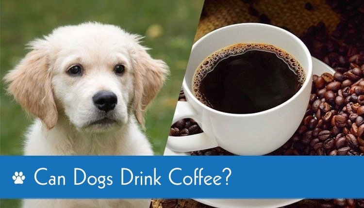 can dogs drink coffee 2