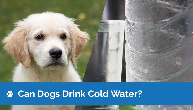 can dogs drink cold water header2