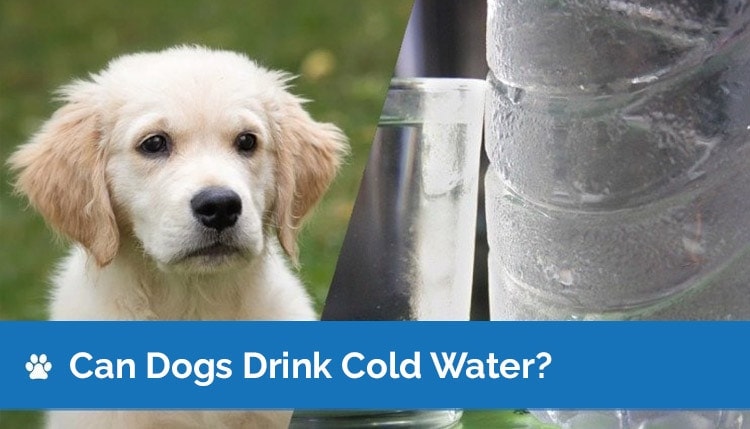 how do you get a sick dog to drink water