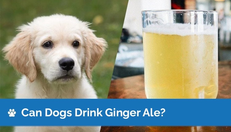 can dogs drink ginger ale new