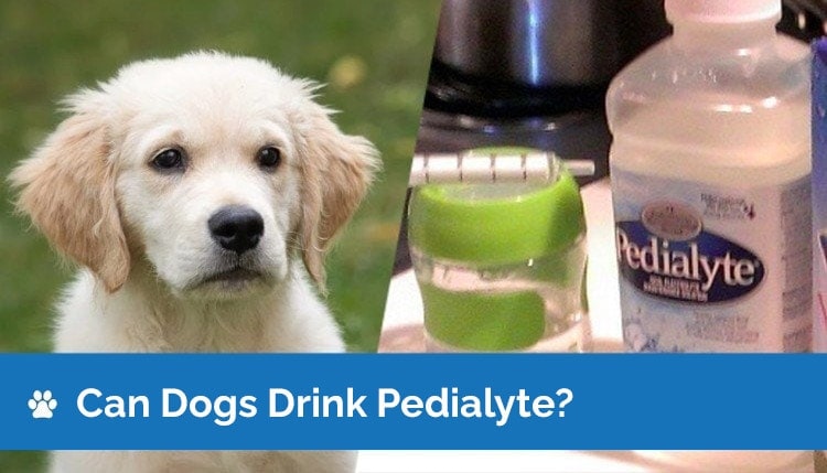 can pedialyte kill a dog