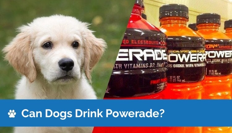 Can Dogs Drink Powerade? Is Powerade Safe for Dogs?