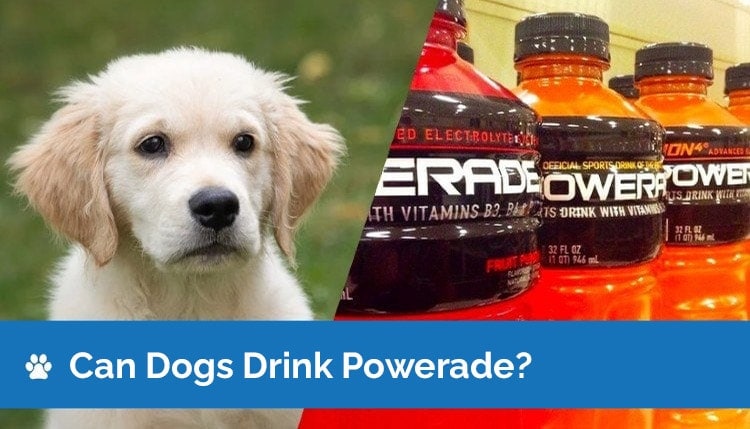 can puppies drink pedialyte