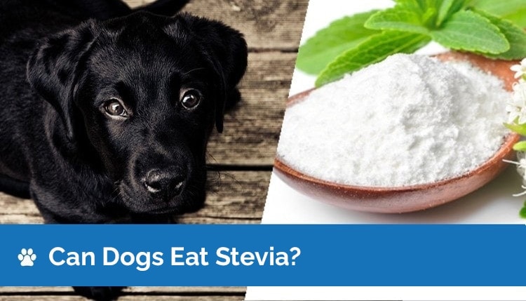 can dogs eat stevia 2