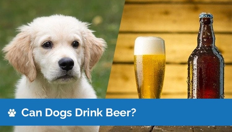 can dogs drink beer