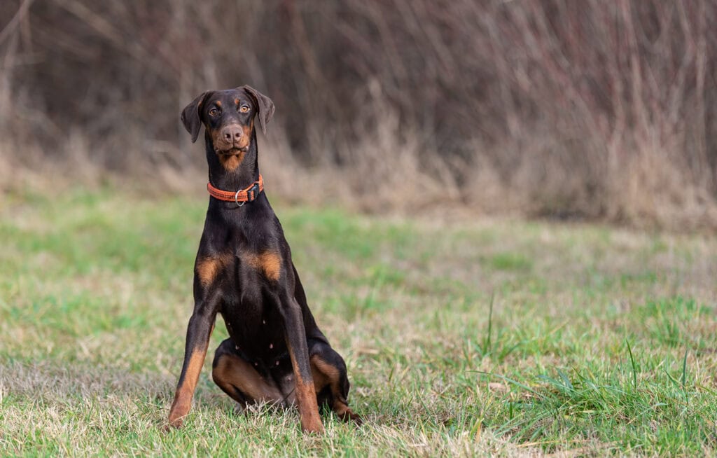 female doberman dog