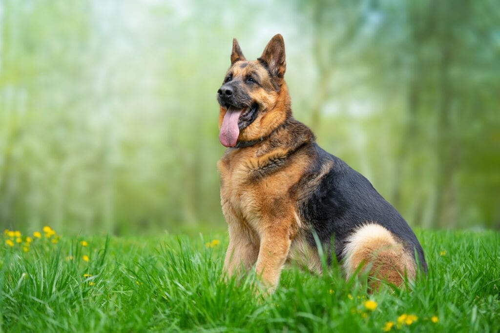 german shepherd