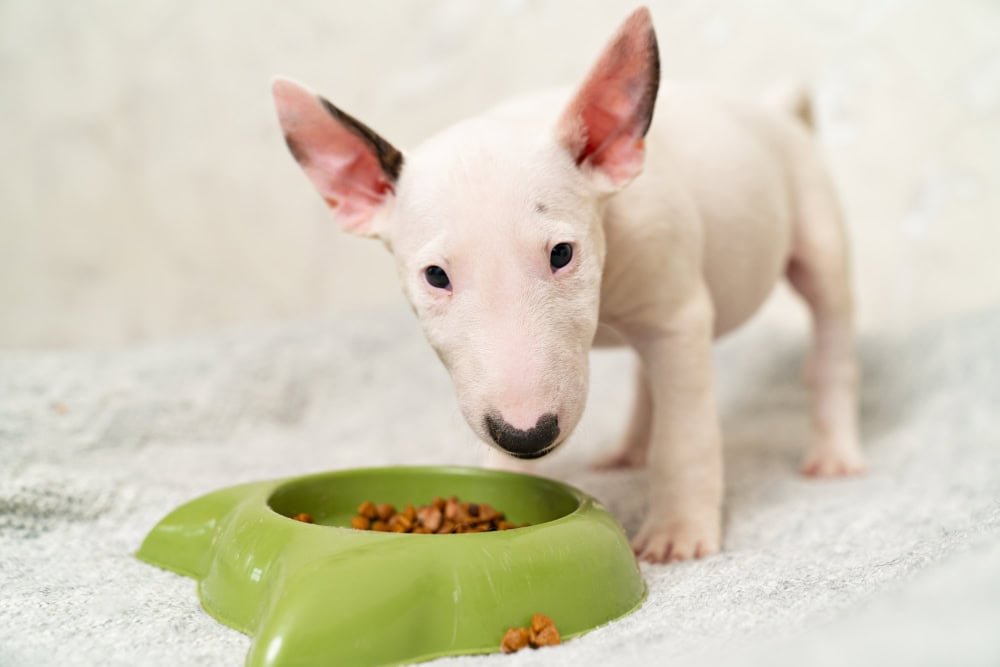 mini bull terrier puppy eating from a green bowl