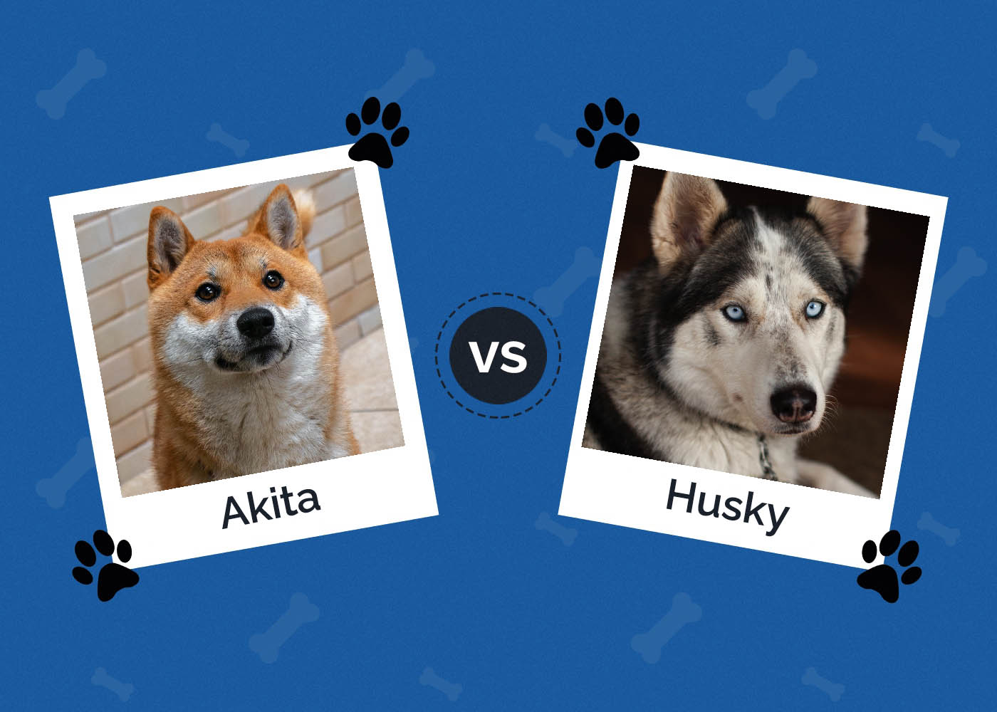 Akita vs Husky