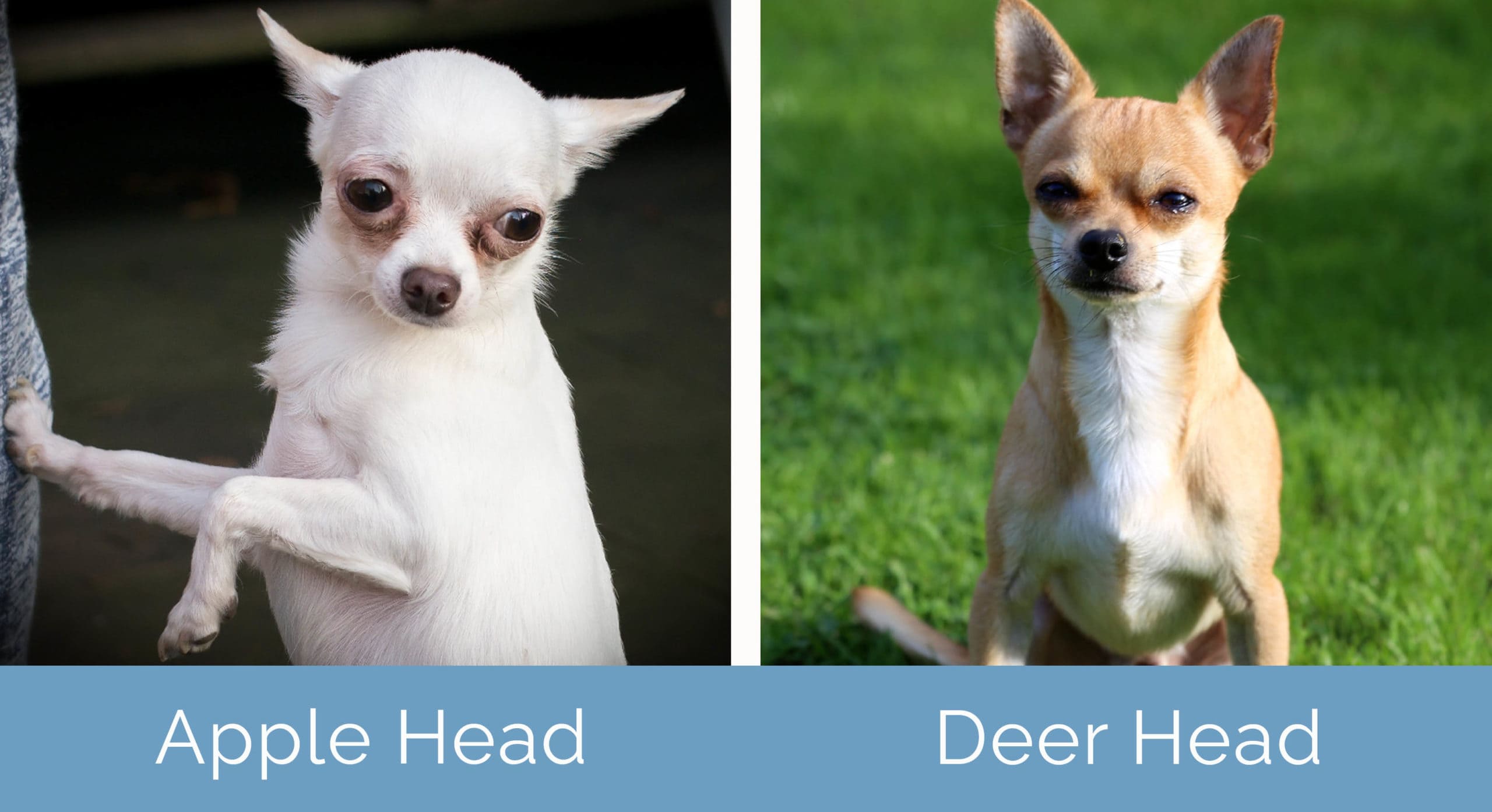 Apple Head vs. Deer Head Chihuahuas: Key Differences (With Pictures) |  Hepper