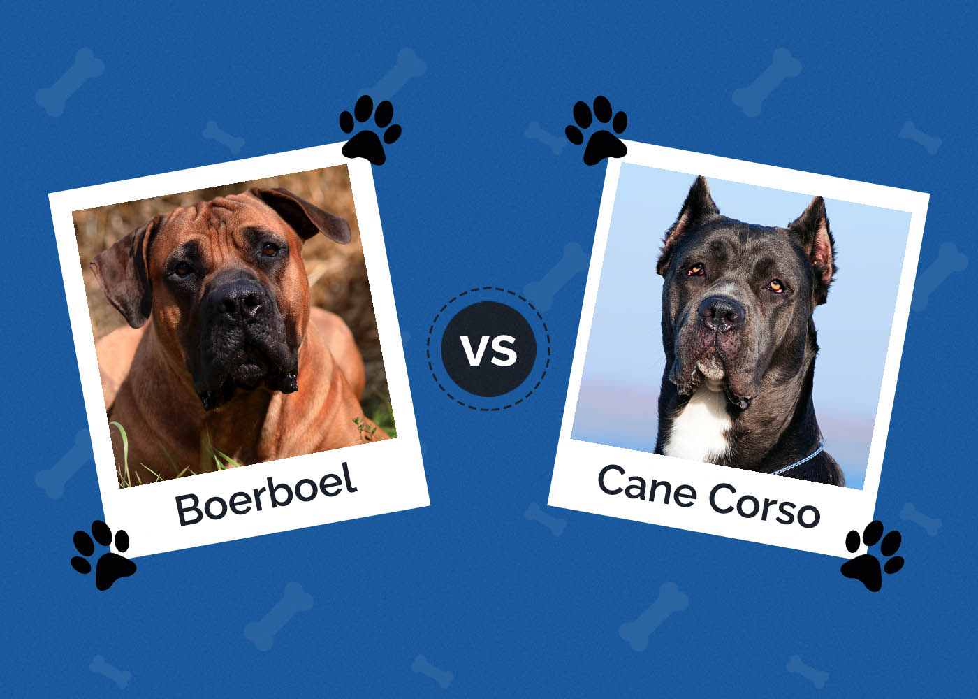 Boerboel vs Cane Corso