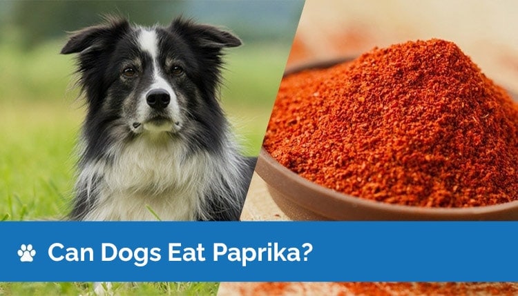 can dogs eat paprika