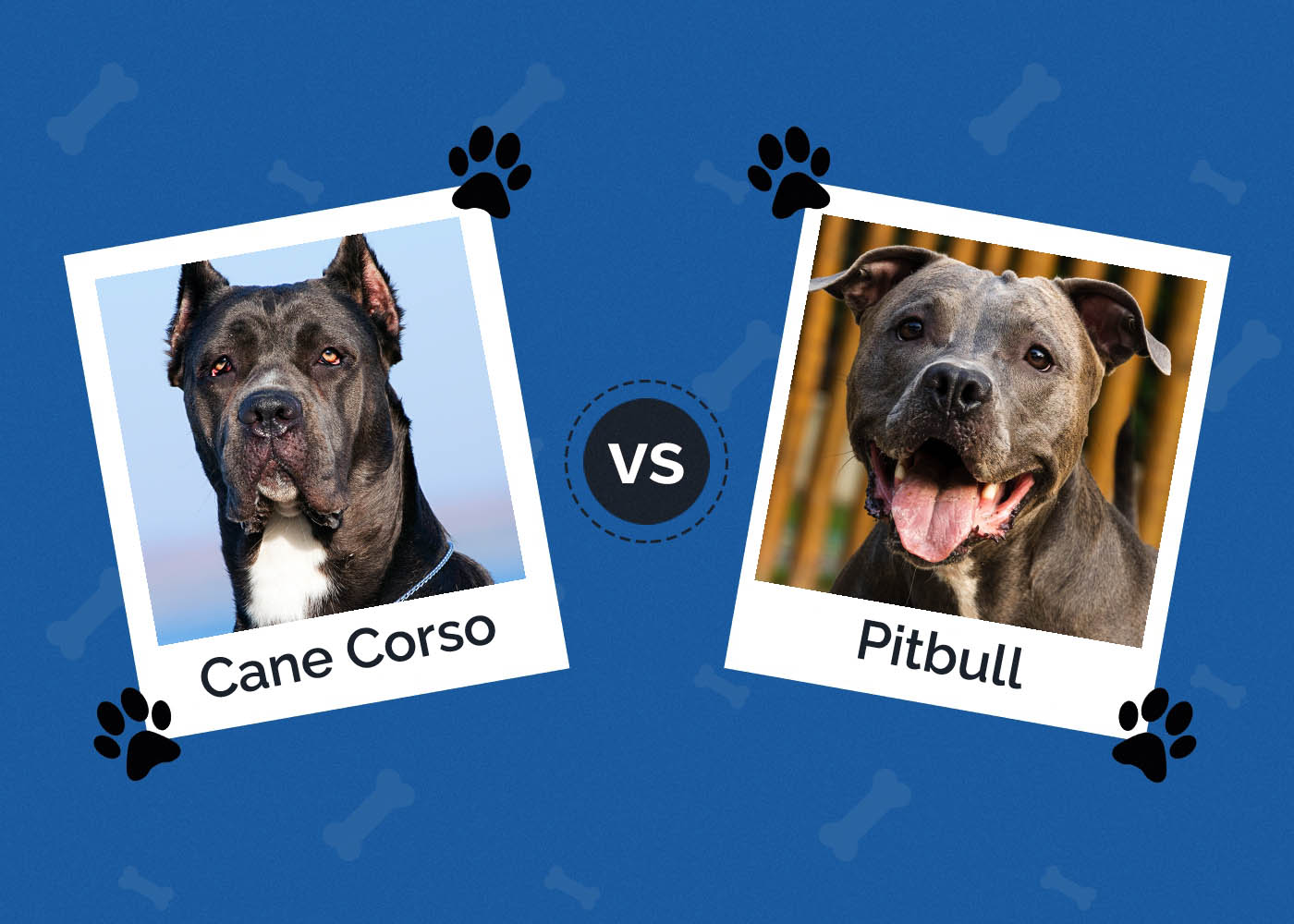 Cane Corso vs Pitbull