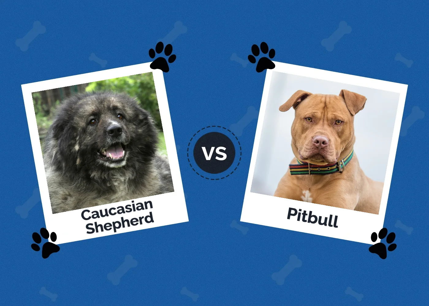 Caucasian Shepherd vs Pitbull - Featured Image