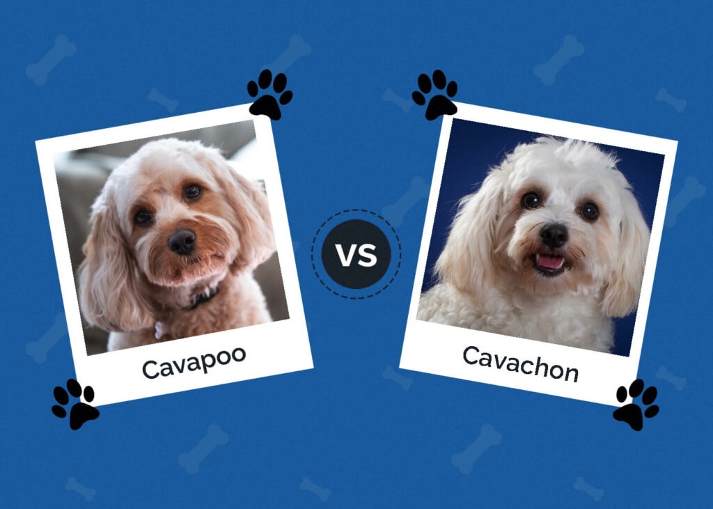 Cavapoo vs Cavachon