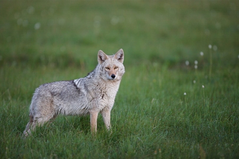 Coydog standing in the grass