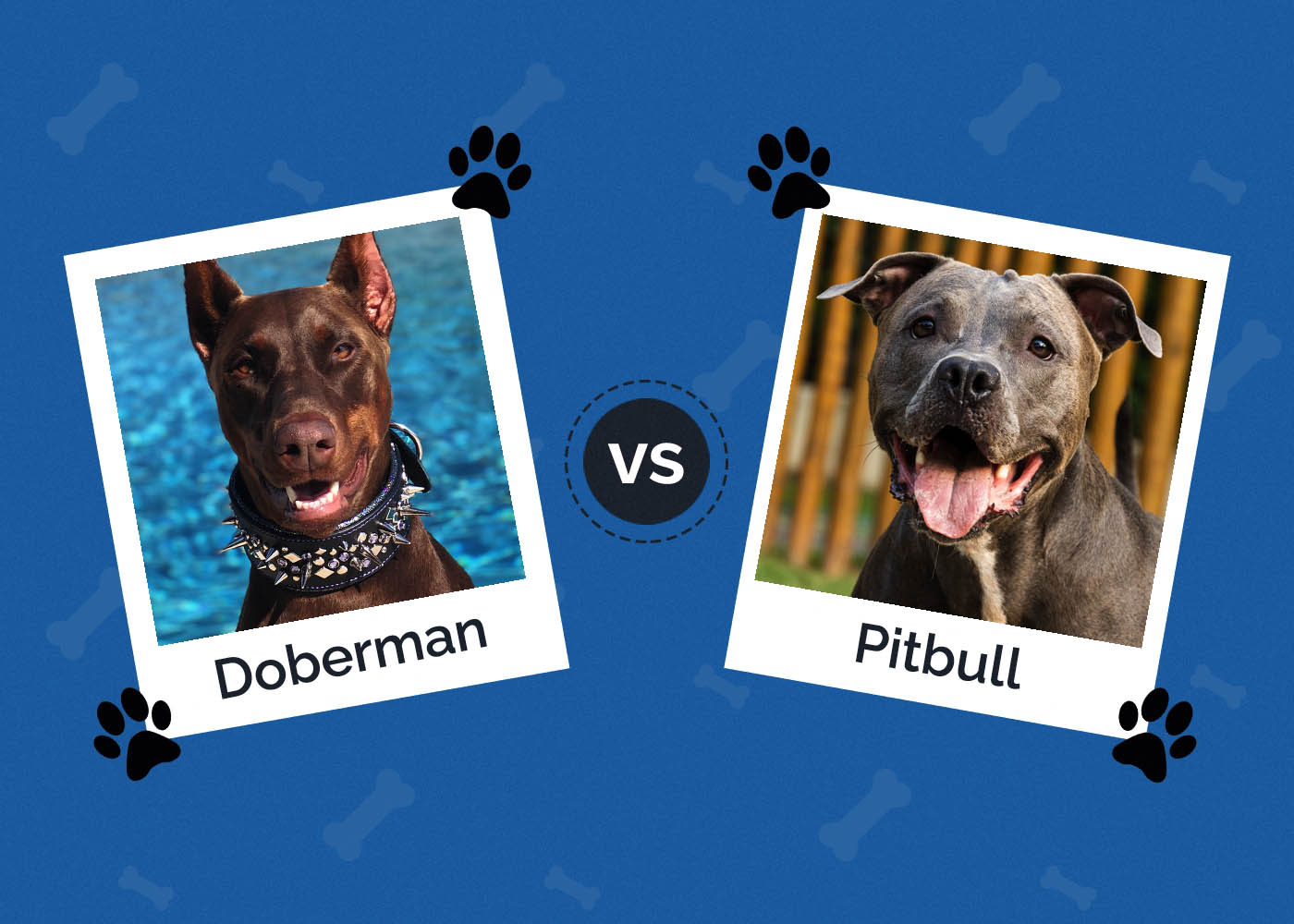 Doberman vs Pitbull