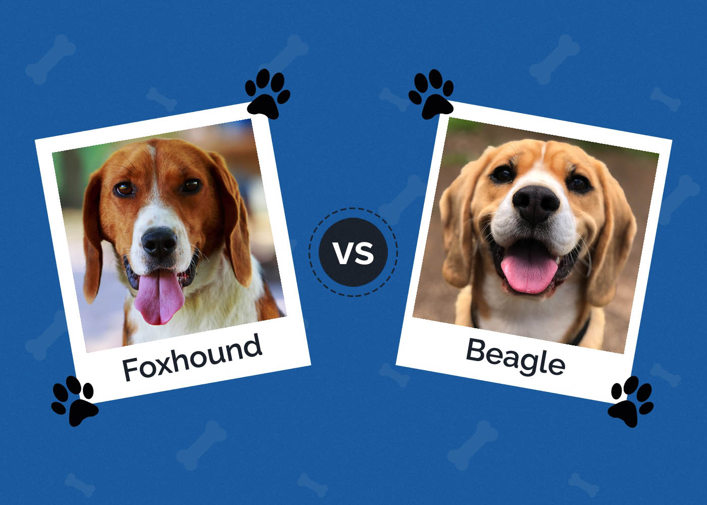Foxhound vs Beagle