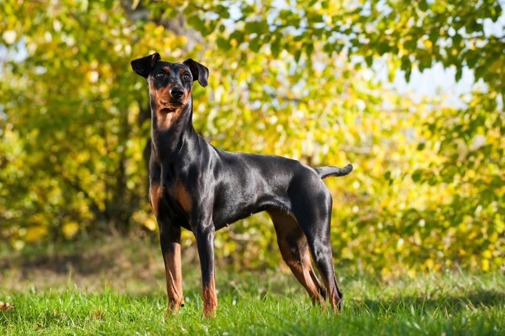 German Pinscher in meadow grass
