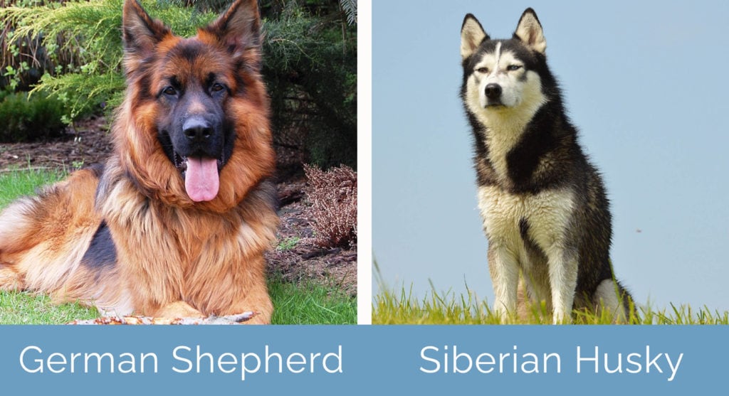 are huskies better than german shepherds