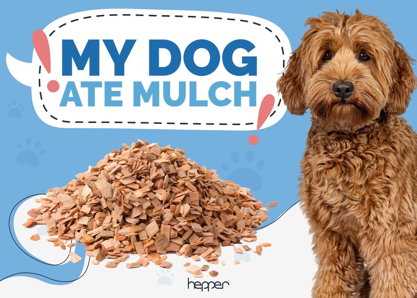 My Dog Ate Mulch