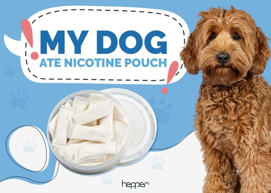 My Dog Ate a Nicotine Pouch