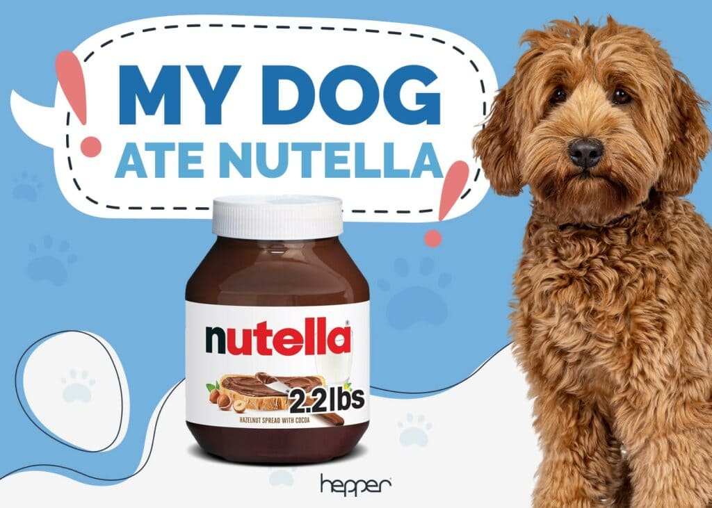 My Dog Ate Nutella