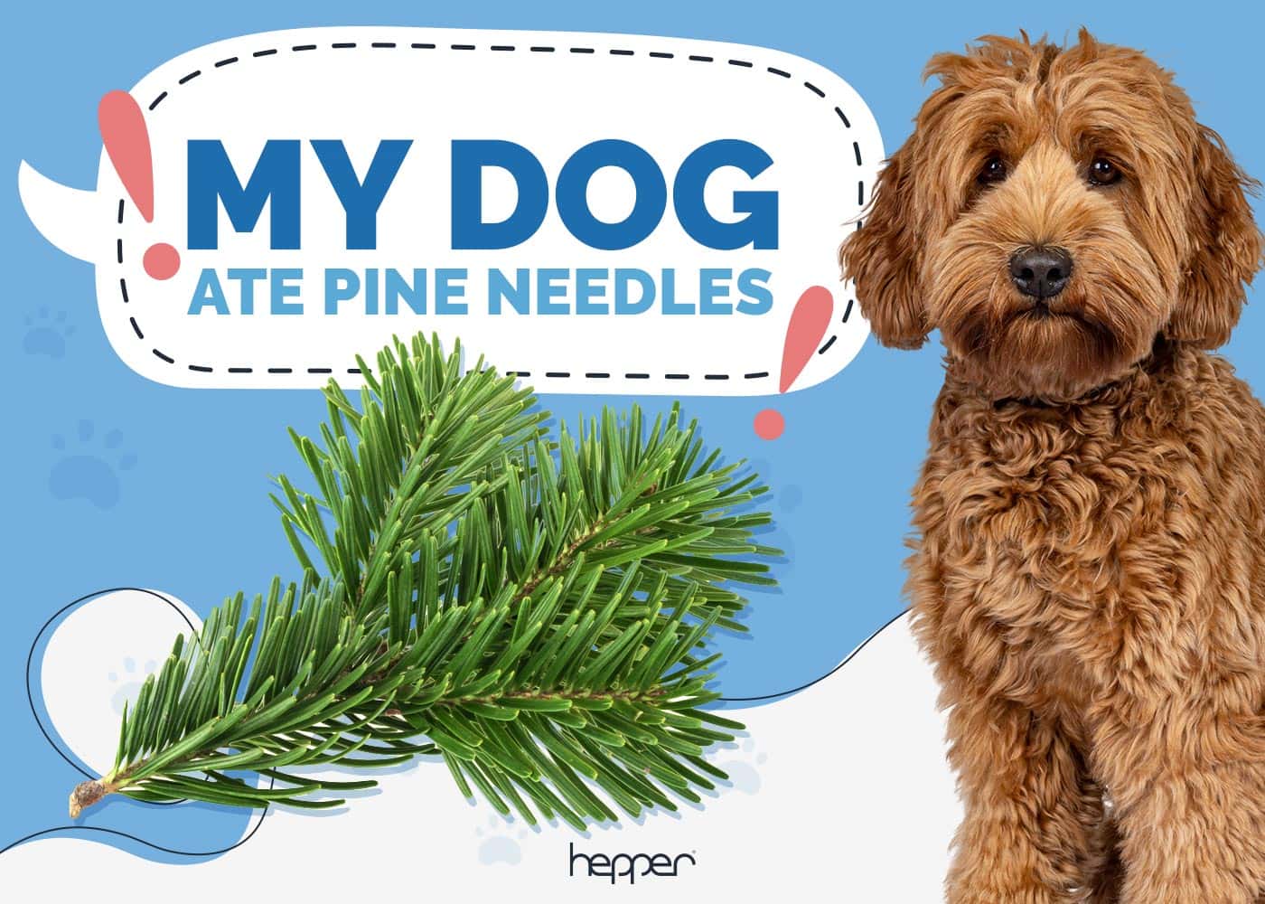 My Dog Ate Pine Needles, What Should I Do? VetApproved Explanation