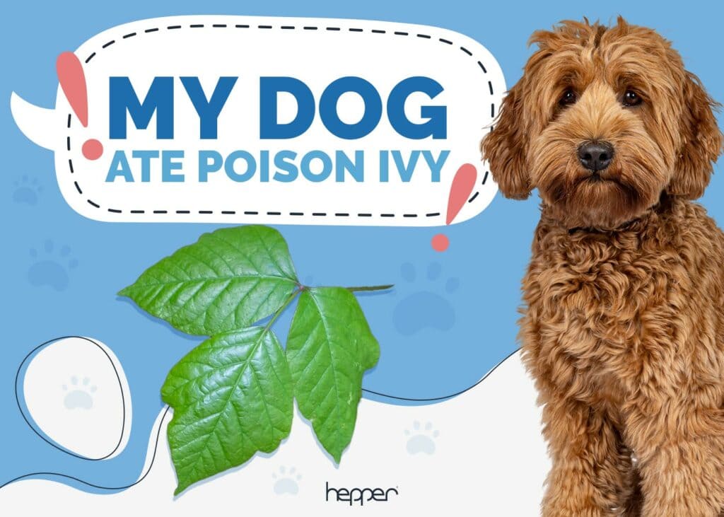 My Dog Ate Poison Ivy