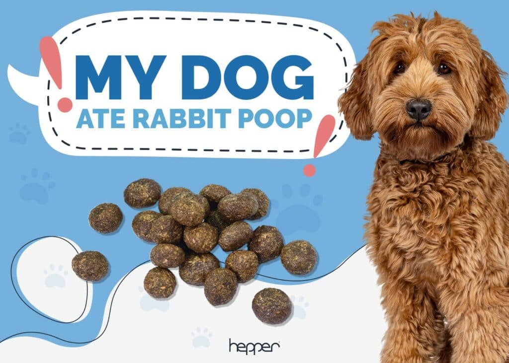 My Dog Ate Rabbit Poop