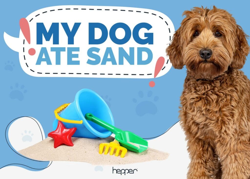 My Dog Ate Sand