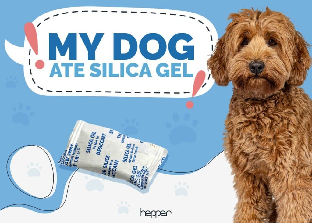 My Dog Ate Silica Gel! Our Vet Explains What to Do Hepper
