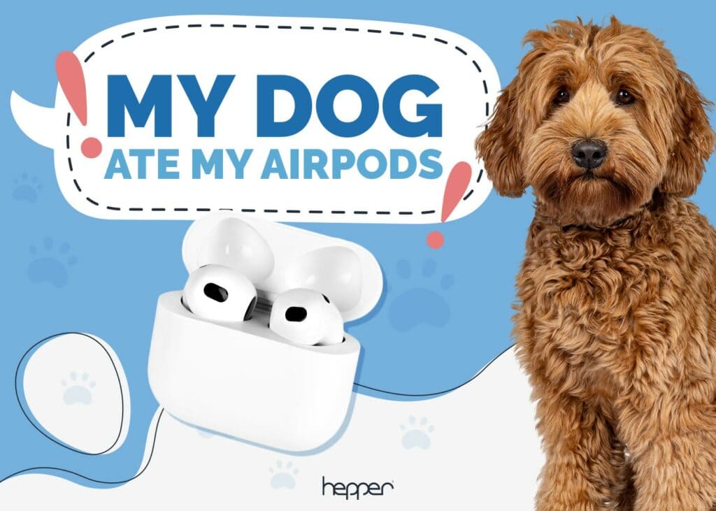My Dog Ate My AirPods