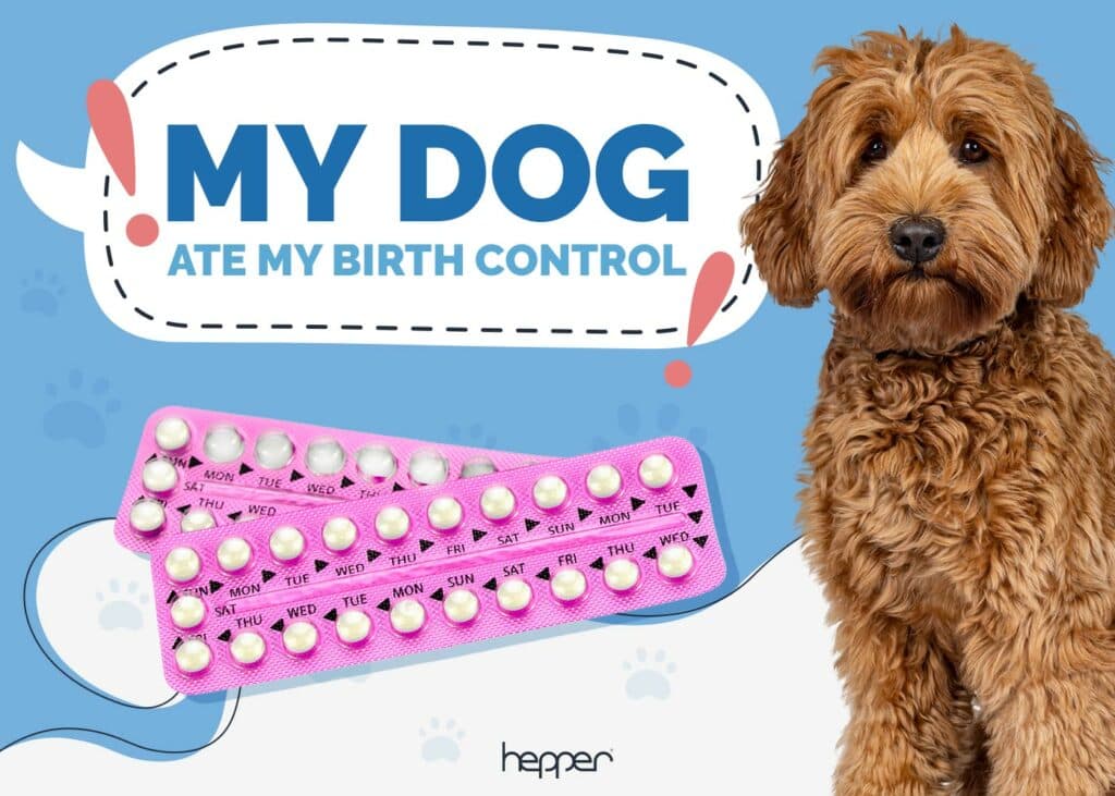 My Dog Ate My Birth Control