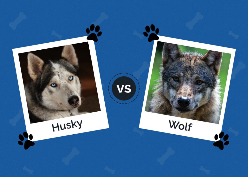 Husky vs. Wolf: What's the Difference? Are They Related? | Hepper